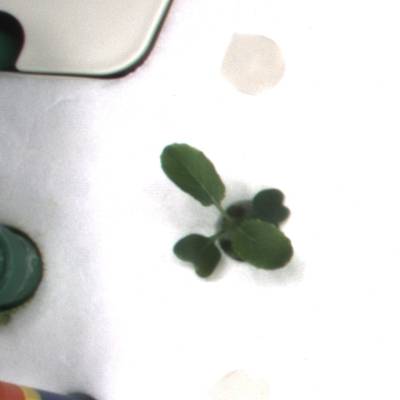 Sample image from KOMATSUNA