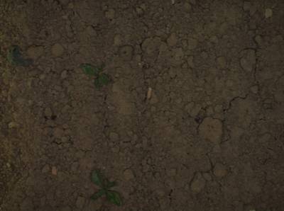Sample image from Sugar Beets 2016