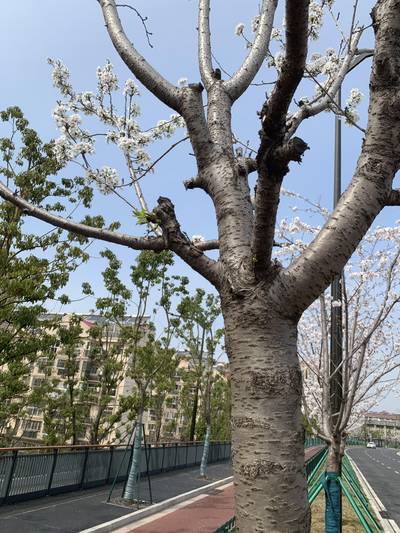 Sample image from Urban Street: Branch