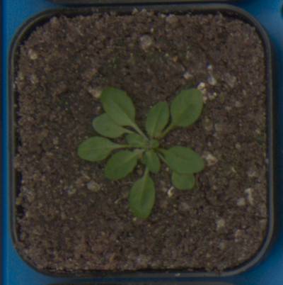 Sample image from Plant Growth Segmentation