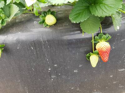 Sample image from StrawDI_Db1