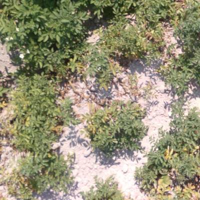 Sample image from Multispectral Potato Plants Images