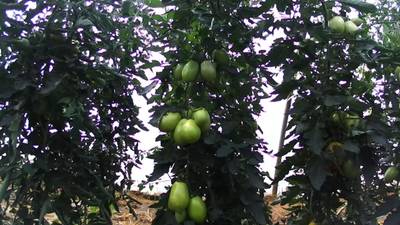 Sample image from AgRobTomato Dataset