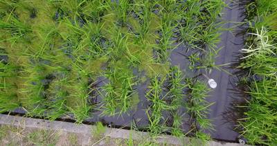 Sample image from Paddy Rice Imagery
