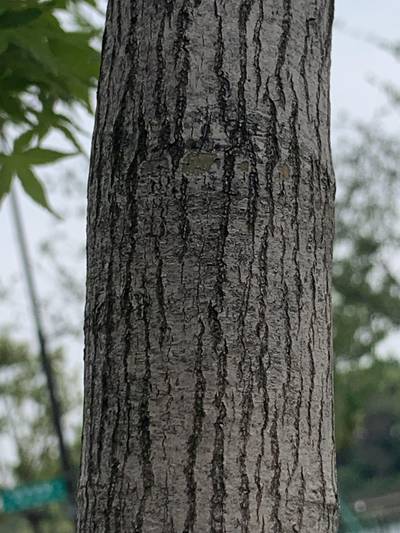 Sample image from Urban Street: Trunk