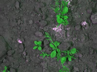 Sample image from CWFID