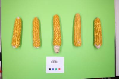 Sample image from Maize Cobs