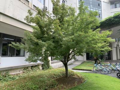 Sample image from Urban Street: Tree