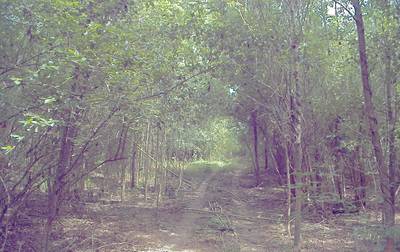 Sample image from CaT