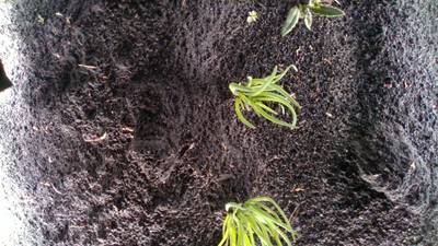 Sample image from Dataset of Annotated Food Crops and Weed Images
