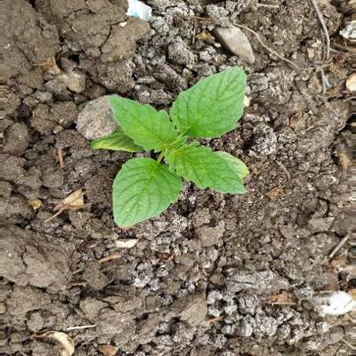 Sample image from Crop and Weed Detection