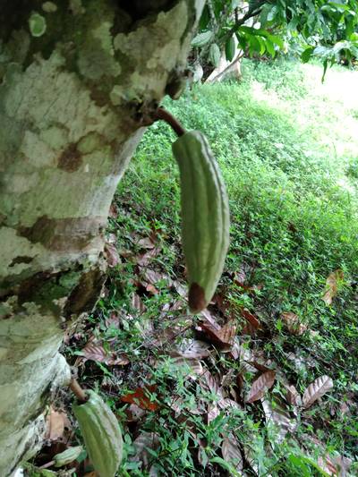 Sample image from Cocoa Diseases