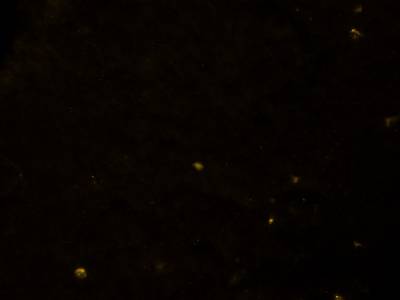 Sample image from Fluorescent Neuronal Cells