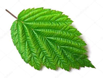 Sample image from PlantDoc