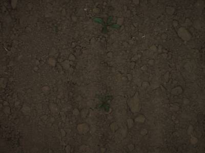 Sample image from Supervisely HRDA Plants Demo