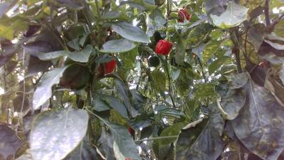 Sample image from Sweet Pepper