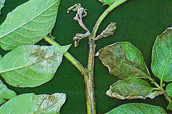 Sample image from PlantDoc