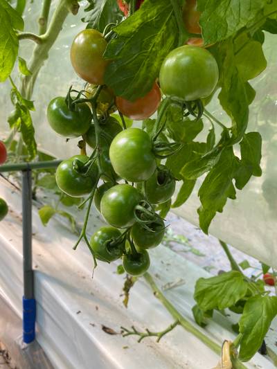 Sample image from LaboroTomato