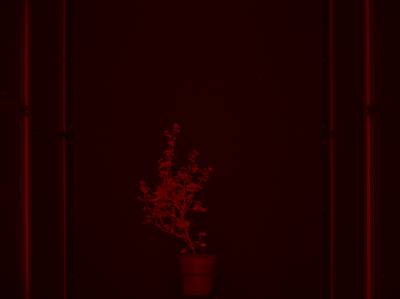 Sample image from CosegPP