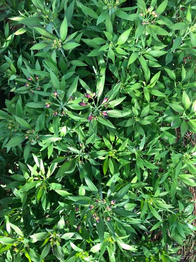 Sample image from morado_5may