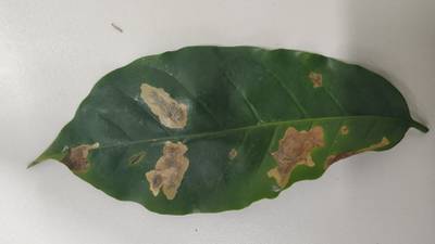 Sample image from Rust and Leaf Miner in Coffee Crop