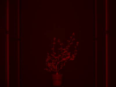 Sample image from CosegPP