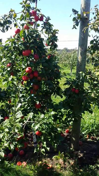 Sample image from MinneApple