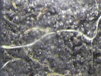 Sample image from PRMI