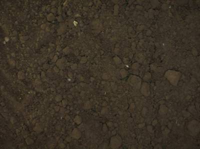 Sample image from Sugar Beets 2016