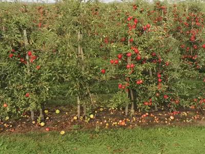 Sample image from Apple MOTS