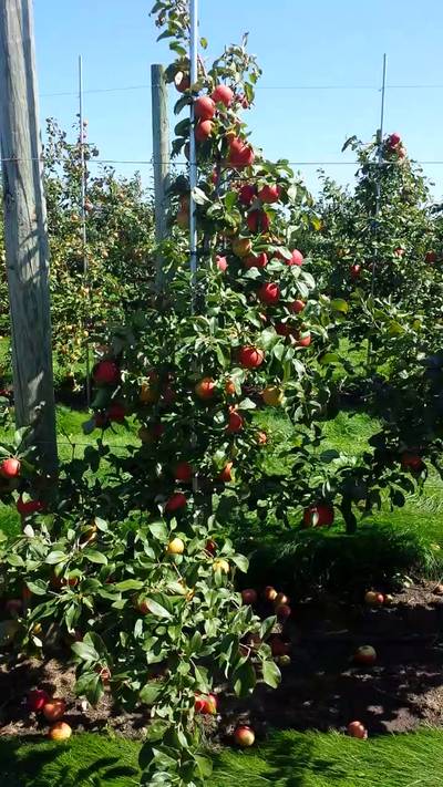 Sample image from MinneApple