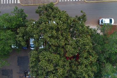 Sample image from Tree Species Detection