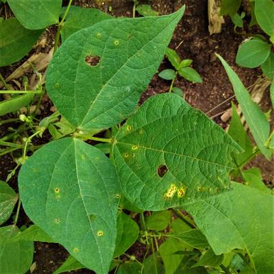 Sample image from Makerere University Beans
