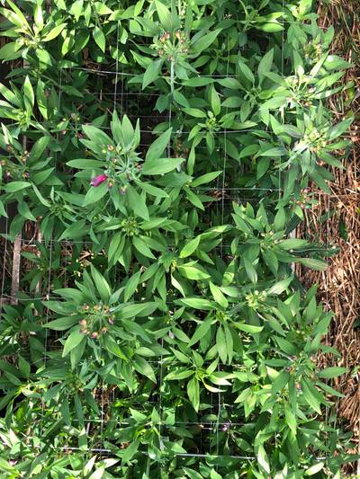 Sample image from morado_5may