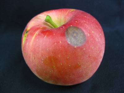 Sample image from Disease Detection in Fruit Images