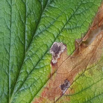 Sample image from Strawberry Disease Detection