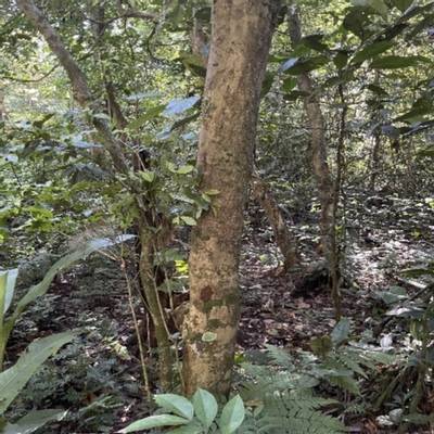 Sample image from Tree Binary Segmentation