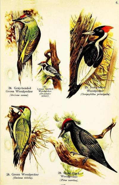 Sample image from FSOD