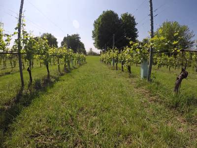 Sample image from Vineyard Rows