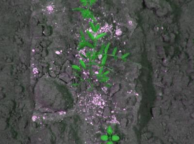 Sample image from CWFID