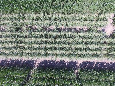 Sample image from Maize Tassel Detection