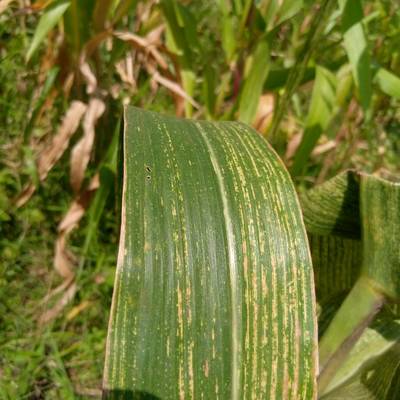 Sample image from Makerere University Maize