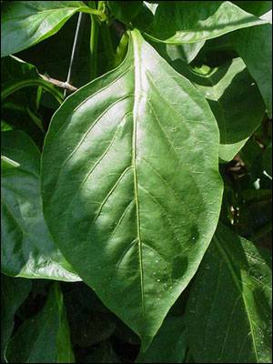 Sample image from PlantDoc