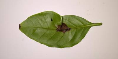 Sample image from Coffee Leaf Biotic Stress