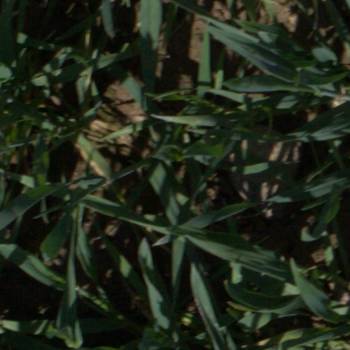 Sample image from EWS