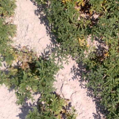 Sample image from Potato Plants Images