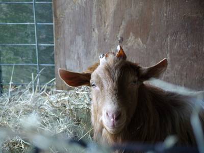 Sample image from Goat Image