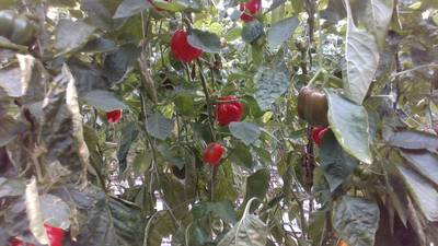 Sample image from Sweet Pepper