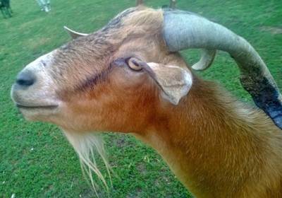 Sample image from Goat Image