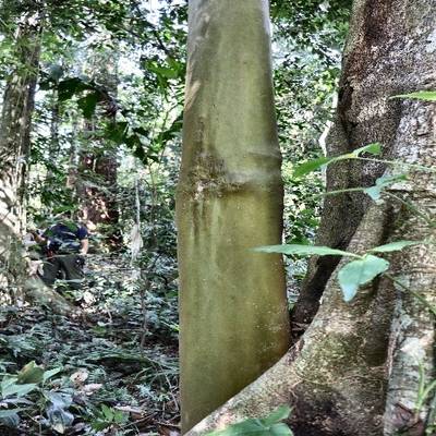 Sample image from Tree Binary Segmentation